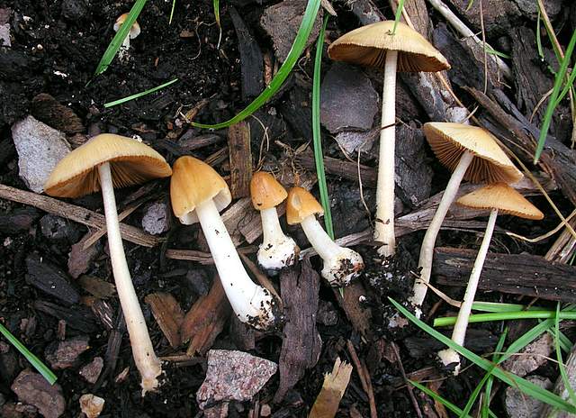 Conocybe hornana     Singer & Hausknecht